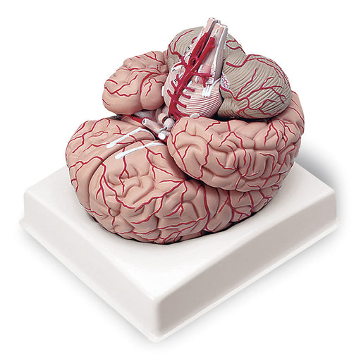 Model Brain W/Arteries - Nasco LA00239
