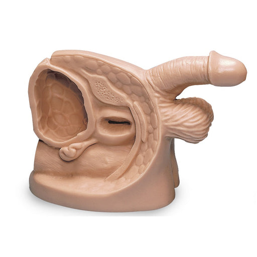 Male Catheter Model - Nasco LF01150