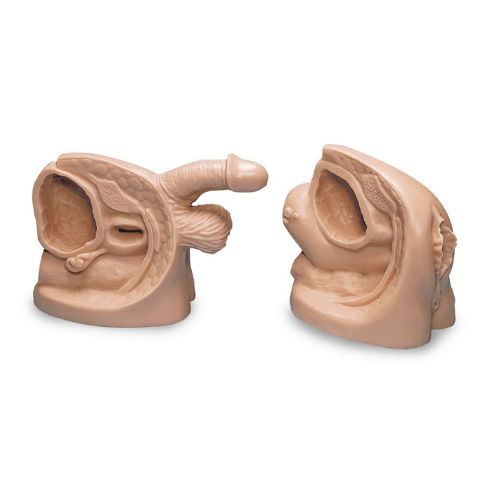 Male & Female Catheter Mdl - Nasco LF01152