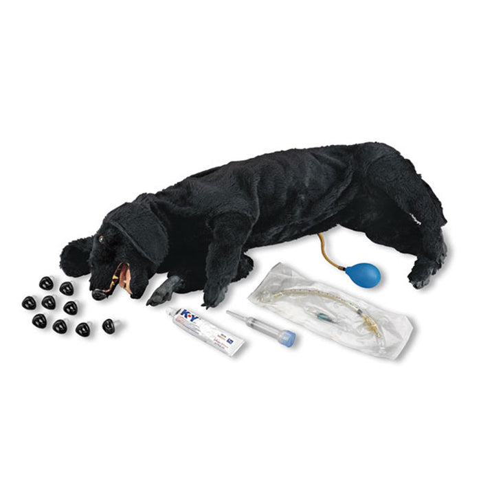Dog CPR Basic Sanitary - Nasco LF01156