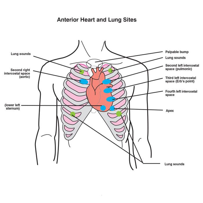 Ausculation Trnr W/Speaker - Nasco LF01172