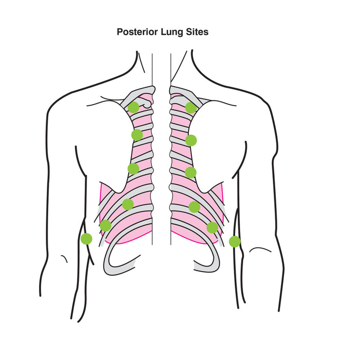 Ausculation Trnr W/Speaker - Nasco LF01172