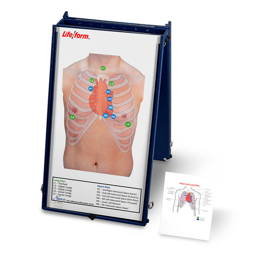 Ascultation Pract Board - Nasco LF01190