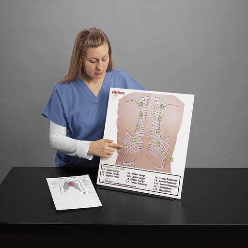 Posterior Auscultn Board - Nasco LF01199