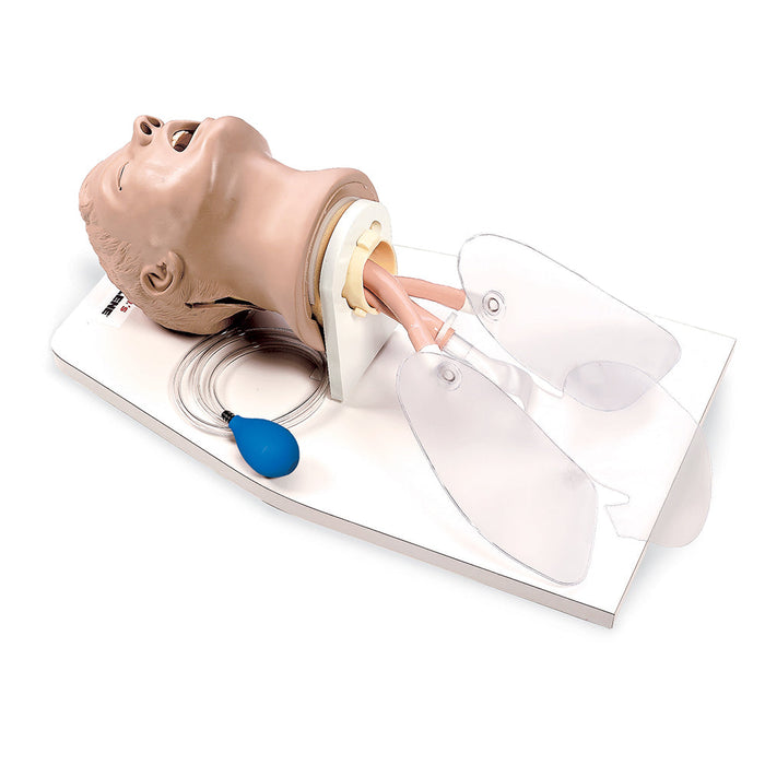 Airway Larry W/Stand - Nasco LF03699 - Discontinued